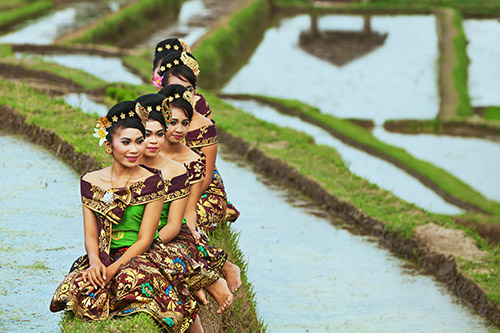 Rice flields of Bali